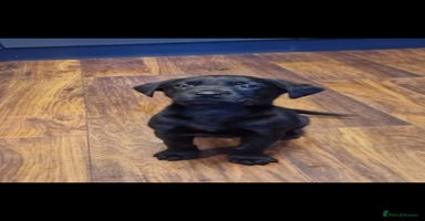 Labrador Retriever dogs - Advert 9