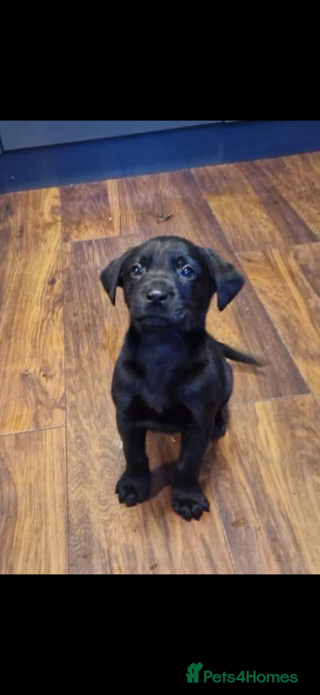 Labrador Retriever dogs for sale: Kc reg labradore puppies - Image 7