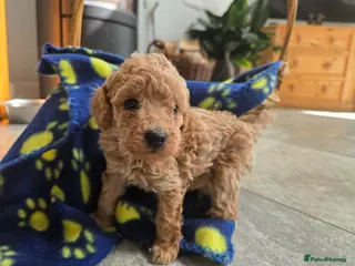 Cockapoo dogs COCKAPOO PUPPIES FOR SALE - Advert 18