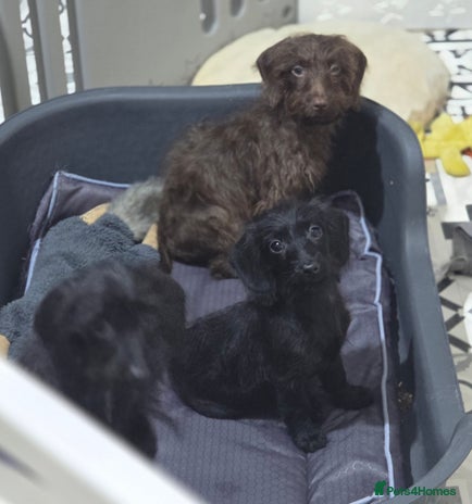 Doxiepoo dogs - Advert 10