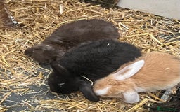 Mini Lop rabbits for sale: Autumn babies - Image 27