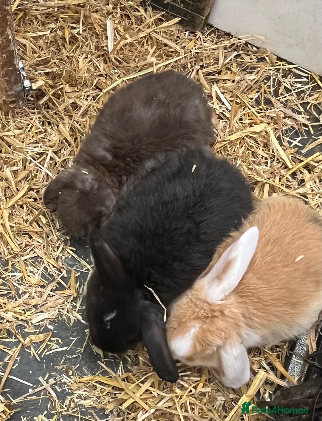 Mini Lop rabbits for sale: Autumn babies - Image 27