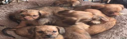 Mixed Breed dogs for sale: Mini schweenies ready to go - Advert 5