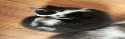 Mixed Breed cats for sale: Beautiful kittens looking for a loving homes  - Advert 5