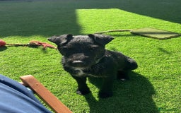 Patterdale Terrier dogs for sale: Patterdale puppies  - Image 3