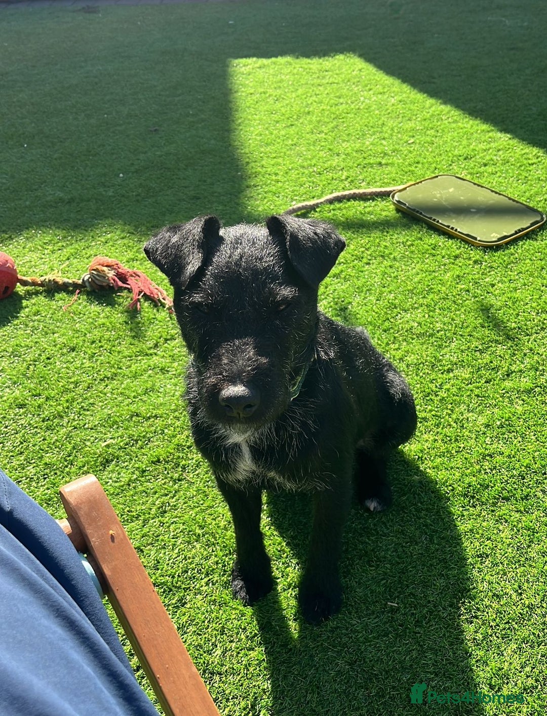 Patterdale Terrier dogs for sale: Patterdale puppies  - Image 3