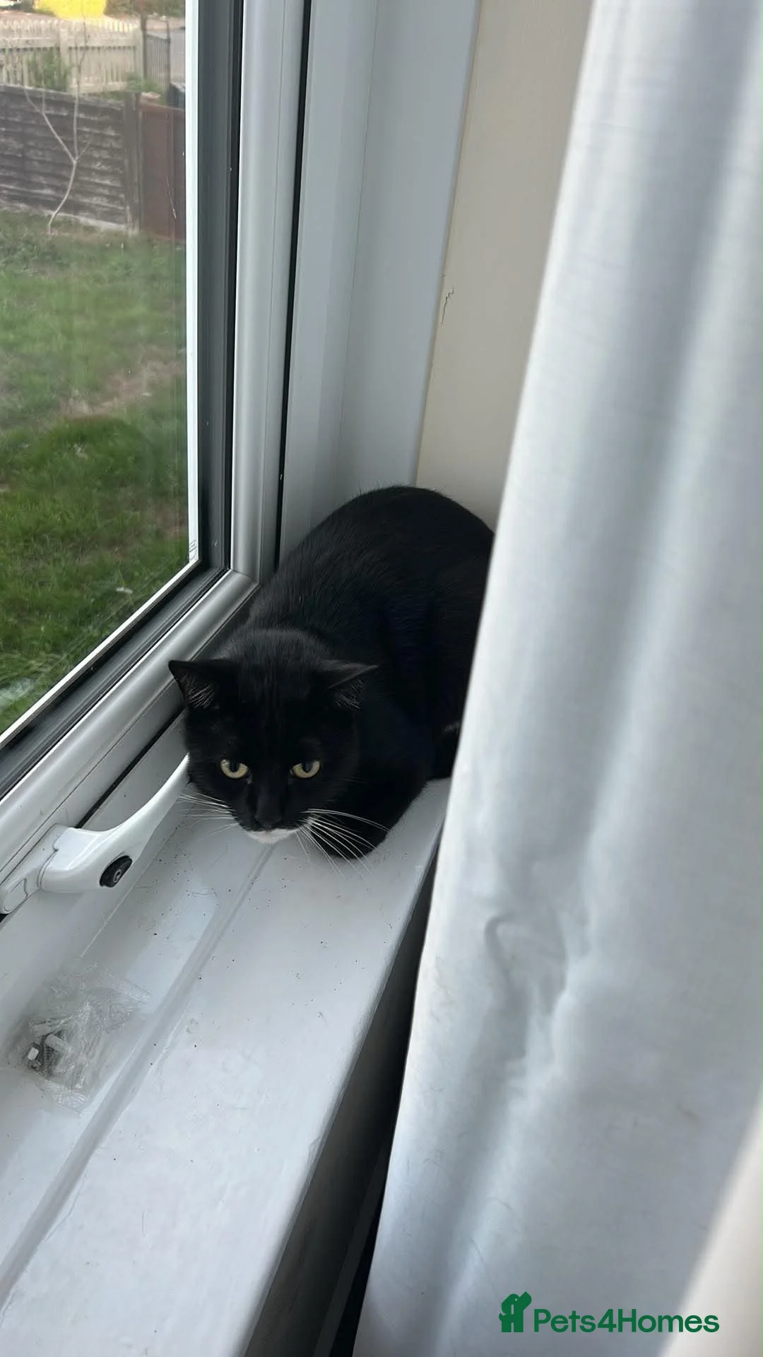 Mixed Breed cats for sale: Male cat  in Taunton - Advert 2