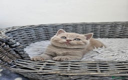 British Shorthair cats for sale: British Shorthair kittens  - Image 4