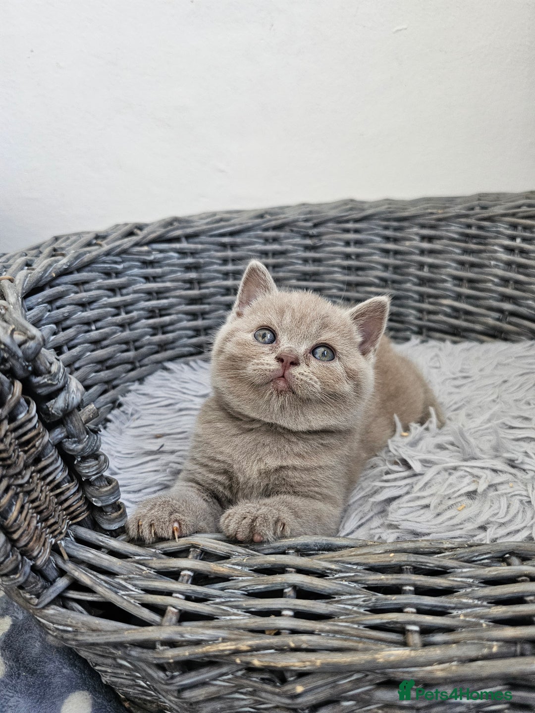 British Shorthair cats for sale: British Shorthair kittens  - Image 4