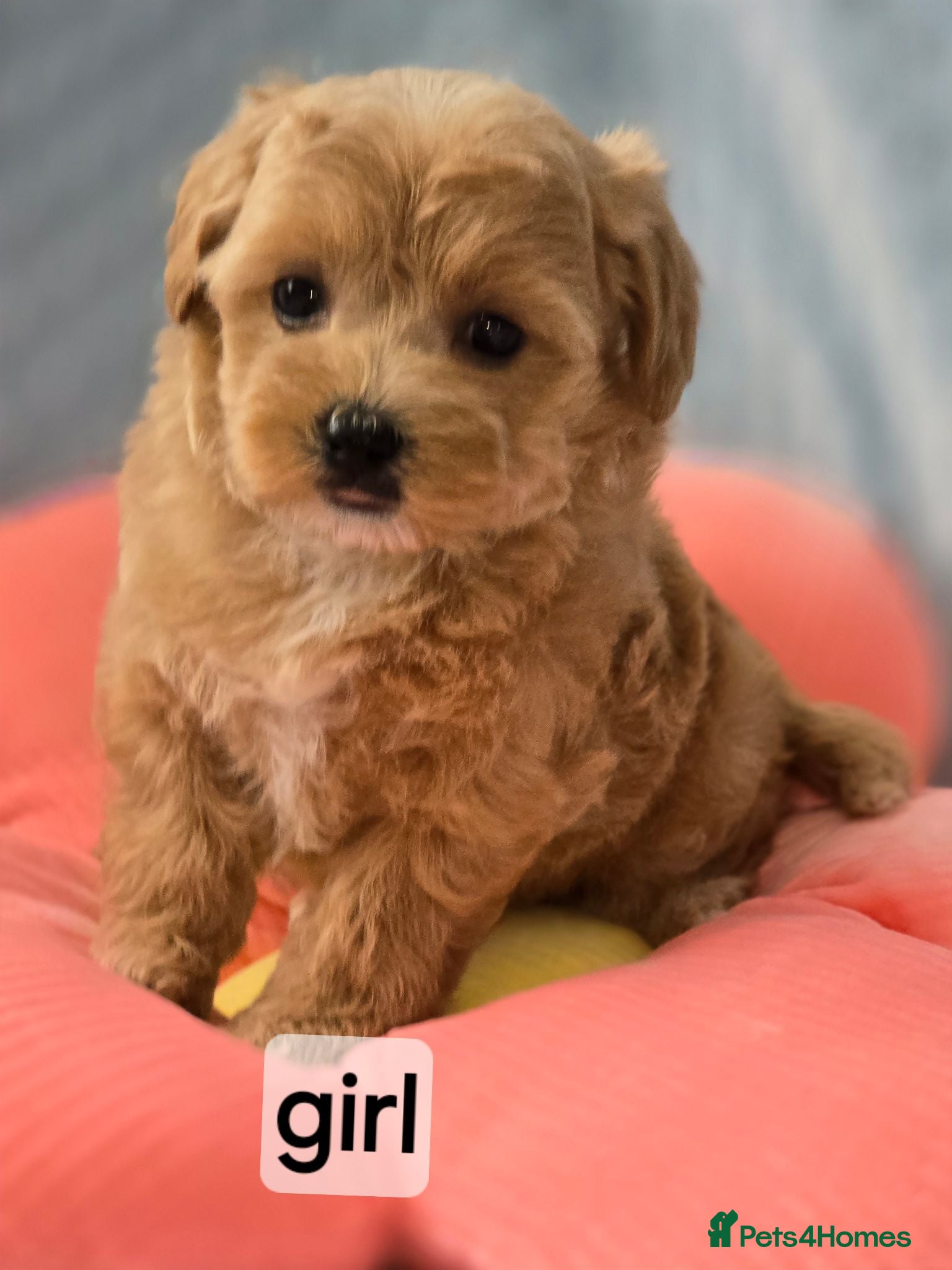 Maltipoo dogs  Beautiful  maltipoo  - Advert 2