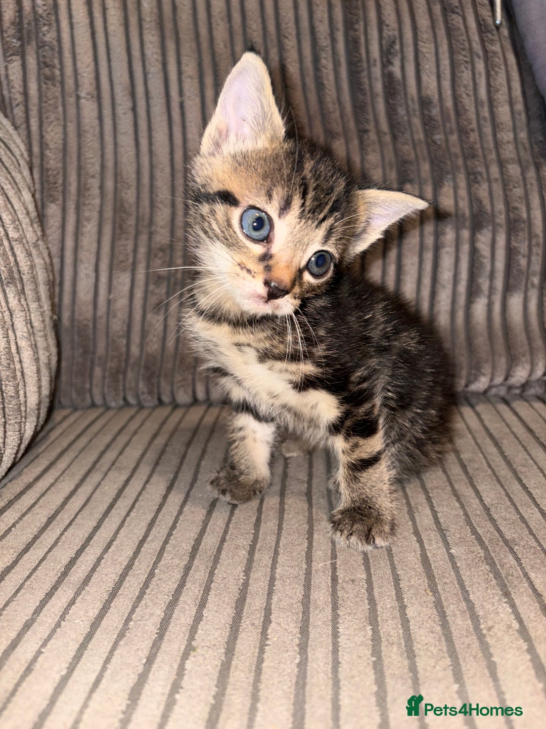 Domestic Shorthair cats for sale: 4 gorgeous Tabby kittens ready 26-1-26 - Advert 27