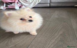 Pomeranian dogs for sale: ** Pomeranian Puppies 🐶🤍🐻🤎 - Image 20