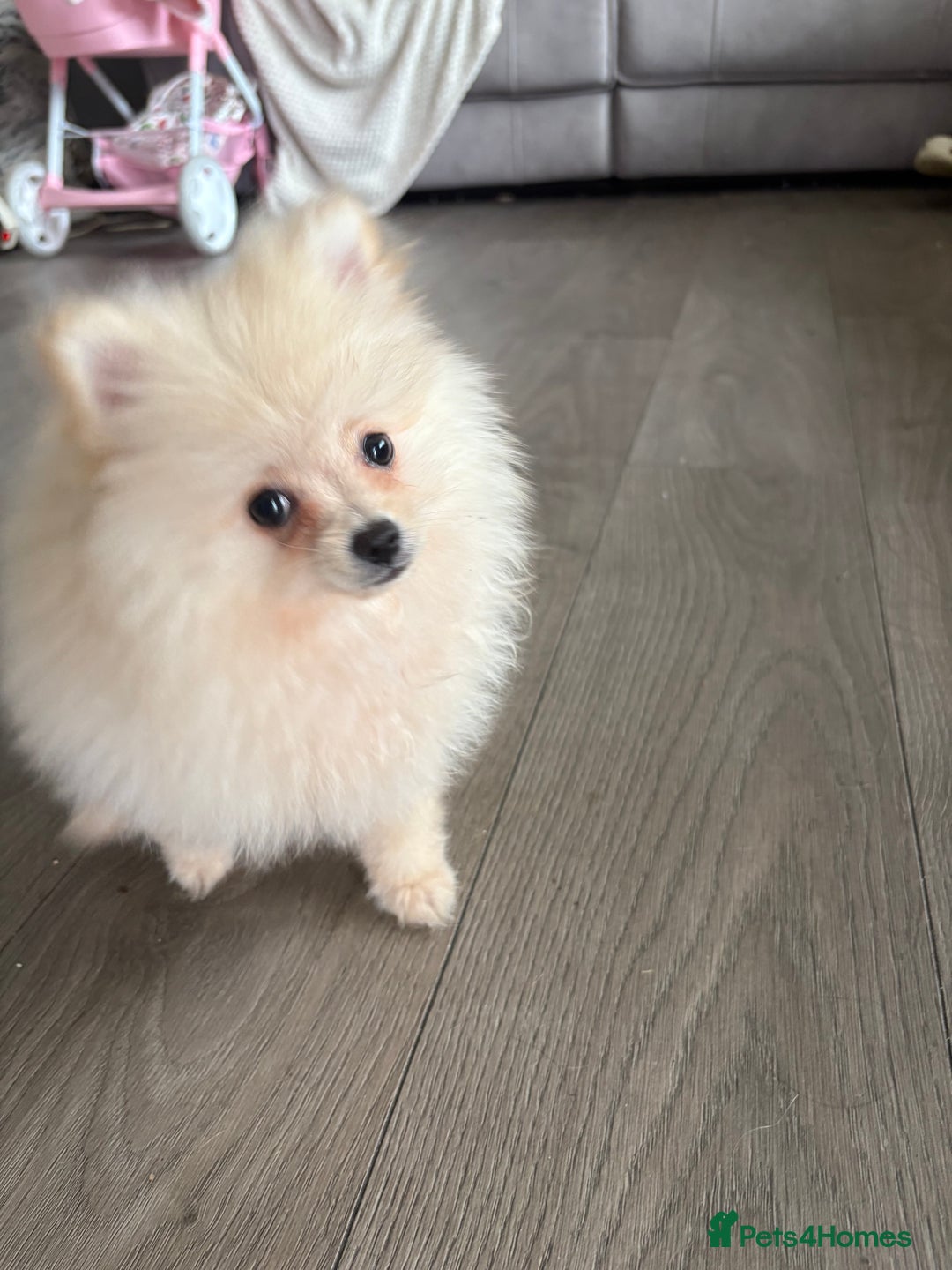 Pomeranian dogs for sale: ** Pomeranian Puppies 🐶🤍🐻🤎 - Image 20