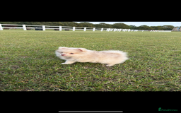 Pomeranian dogs for sale: Merle Pomeranian puppy - Image 4