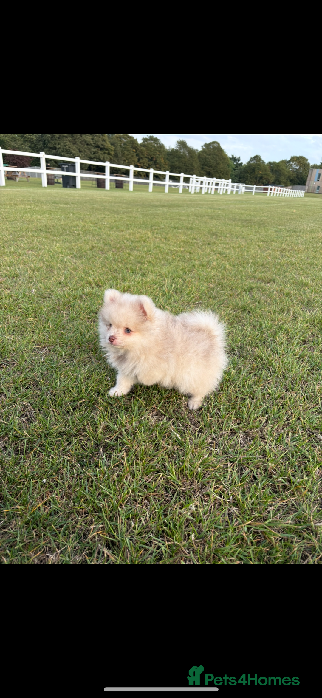 Pomeranian dogs for sale: Merle Pomeranian puppy - Image 4