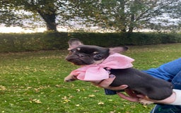 Mixed Breed dogs for sale: Bested boy that ever was Rare Pink Minibull boy  - Image 17