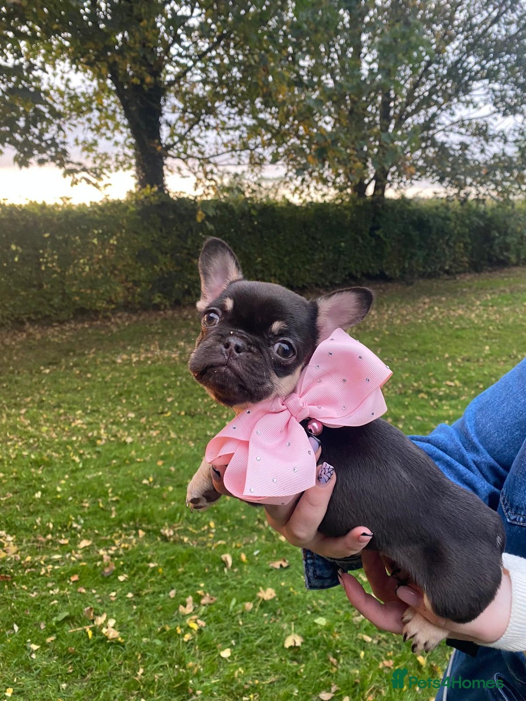 Mixed Breed dogs for sale: Bested boy that ever was Rare Pink Minibull boy  - Image 17
