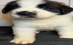 Saint Bernard dogs for sale: Saint Bernard puppies  - Image 27
