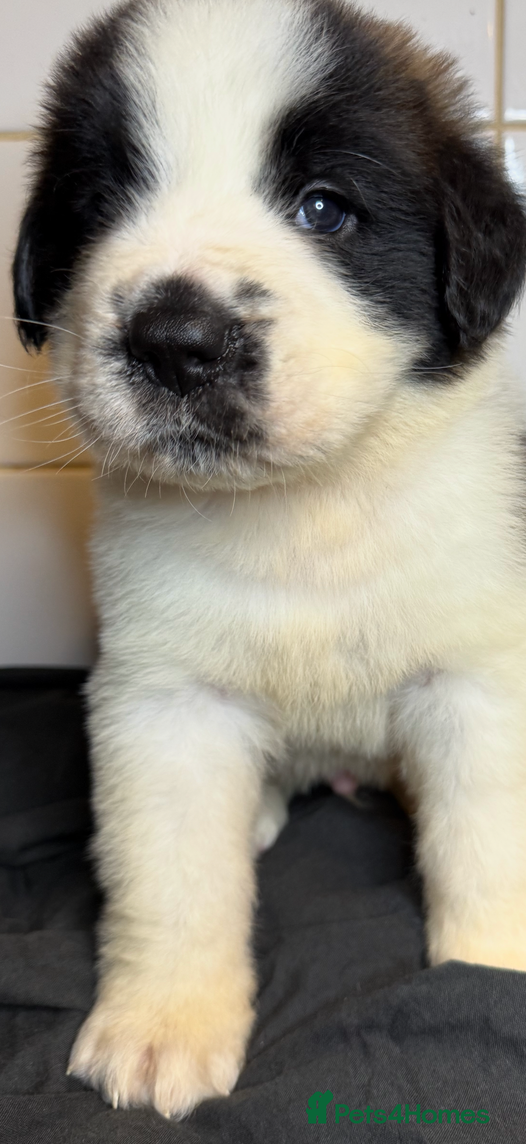Saint Bernard dogs for sale: Saint Bernard puppies  - Image 27