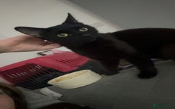 Mixed Breed cats for sale: Black cat  - Image 1