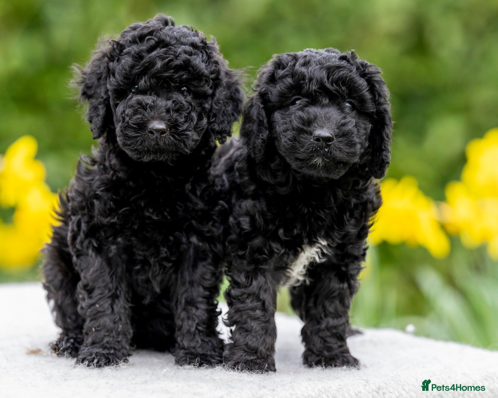 Australian Labradoodle dogs Four Australian Labradoodle puppies - Advert 4