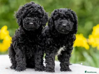 Australian Labradoodle dogs Four Australian Labradoodle puppies - Advert 4