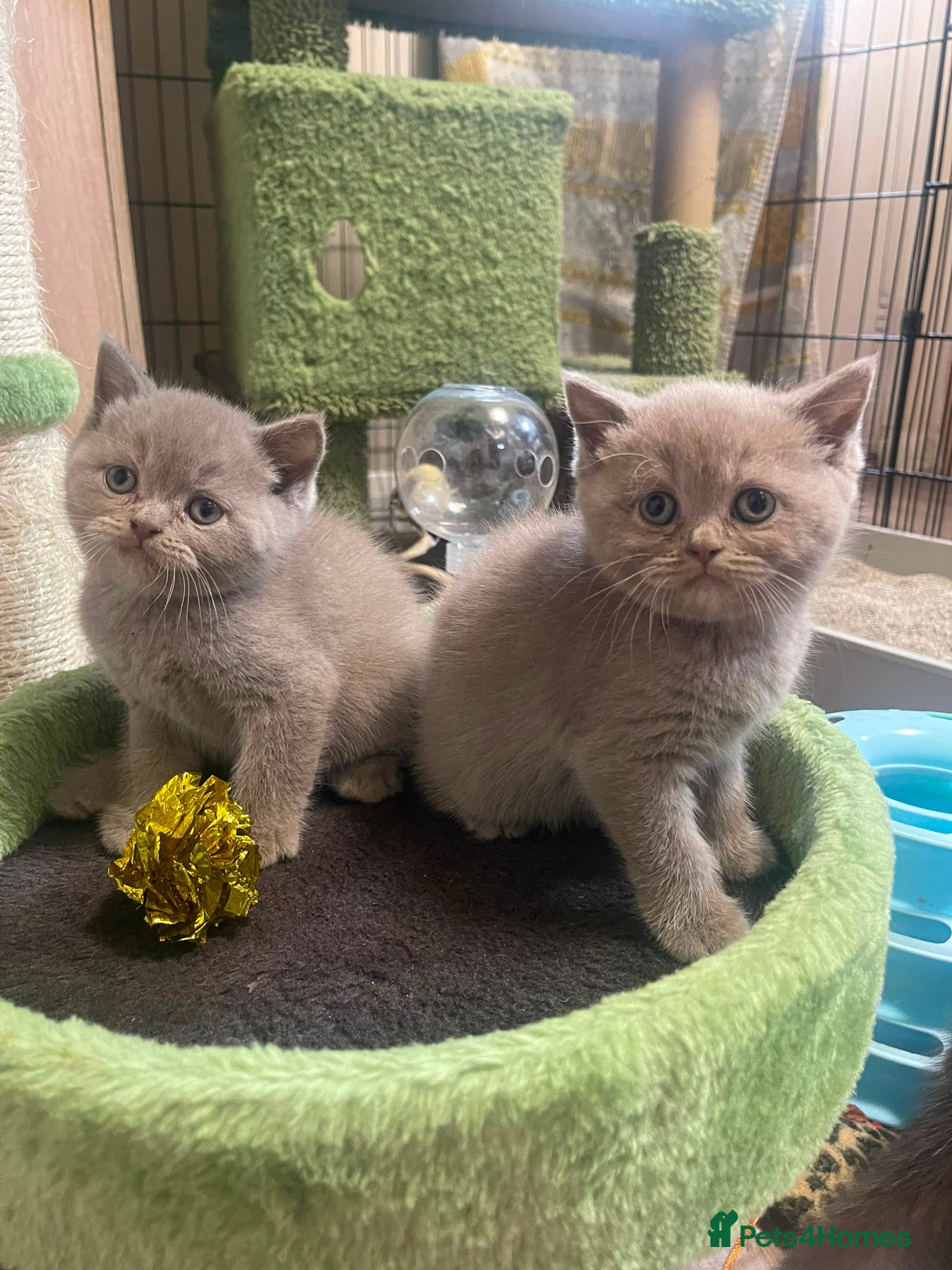 British Shorthair cats British longhair and shorthair kittens  - Advert 2