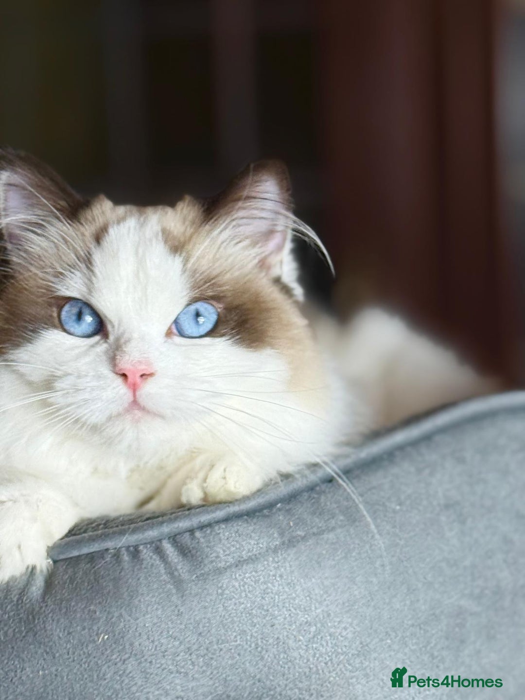 Ragdoll cats for sale: TICA champ line seal bi-colour Ragdoll kitten 😸  - Advert 2