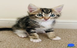 Domestic Shorthair cats for sale: Ragdoll Cross X DSH - Image 5