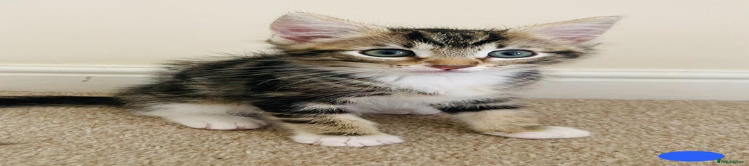 Male Kitten