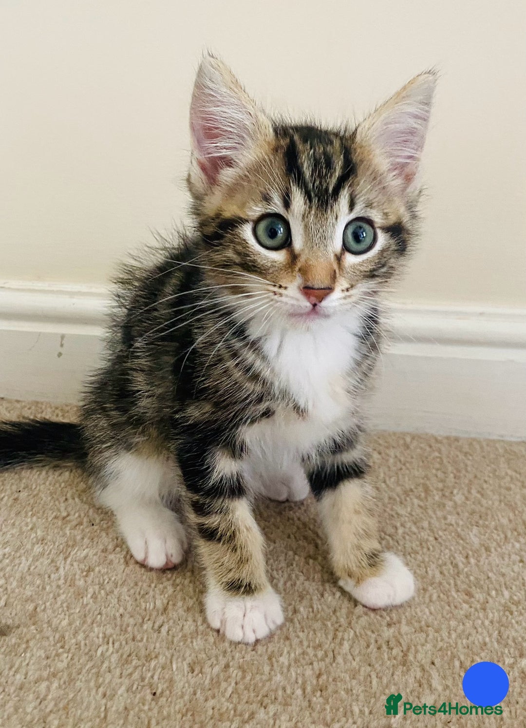 Domestic Shorthair cats for sale: Ragdoll Cross X DSH - Image 5