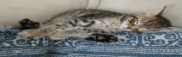 Mixed Breed cats for sale: Cuddly Tabby almost ready to leave - Advert 1