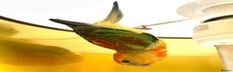 Parakeets birds for sale: Red rump parakeet in Wymondham - Advert 2
