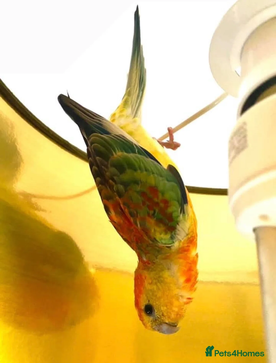 Parakeets birds for sale: Red rump parakeet in Wymondham - Advert 2