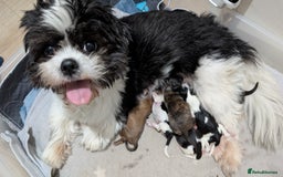 Shih Tzu dogs for sale: KC registered Shih Tzu puppies  - Image 5