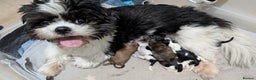 Shih Tzu dogs for sale: KC reg puppies LAST GIRL LEFT  - Advert 5