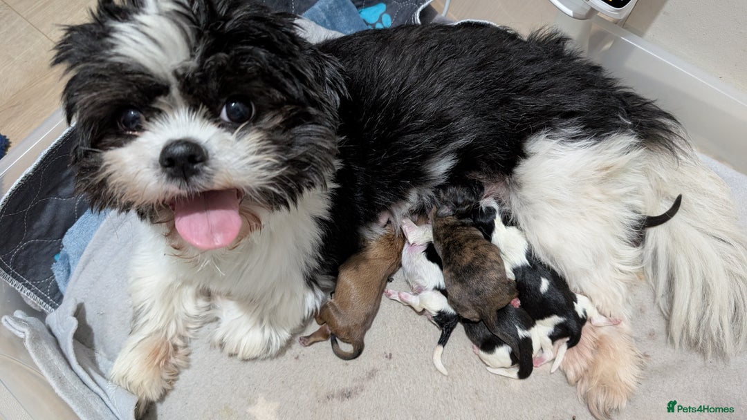 Shih Tzu dogs for sale: KC registered Shih Tzu puppies  - Image 5