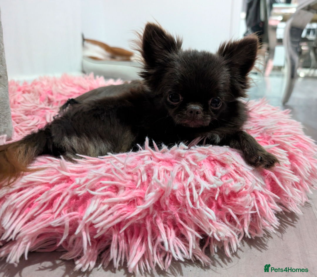 Chihuahua dogs for sale: Tiny 1.6kg Solid Chocolate Long Coat boy Chihuahua - Advert 4