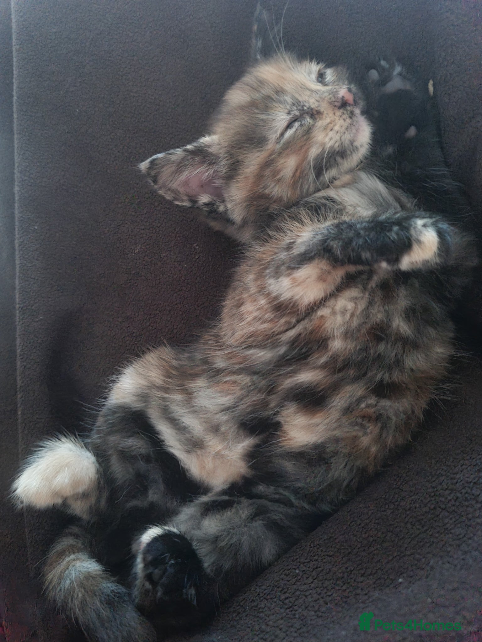 Mixed Breed cats for sale: 🐾 Beautiful Ragdoll Cross Kittens – £290 Each 🐾 in Greenford - Advert 16