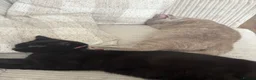 British Shorthair cats for sale: Rehoming - two female British short haired - Advert 6