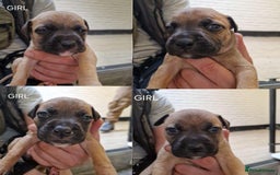 Mixed Breed dogs for sale: 8cross bread mastiff puppies for sale  - Image 2