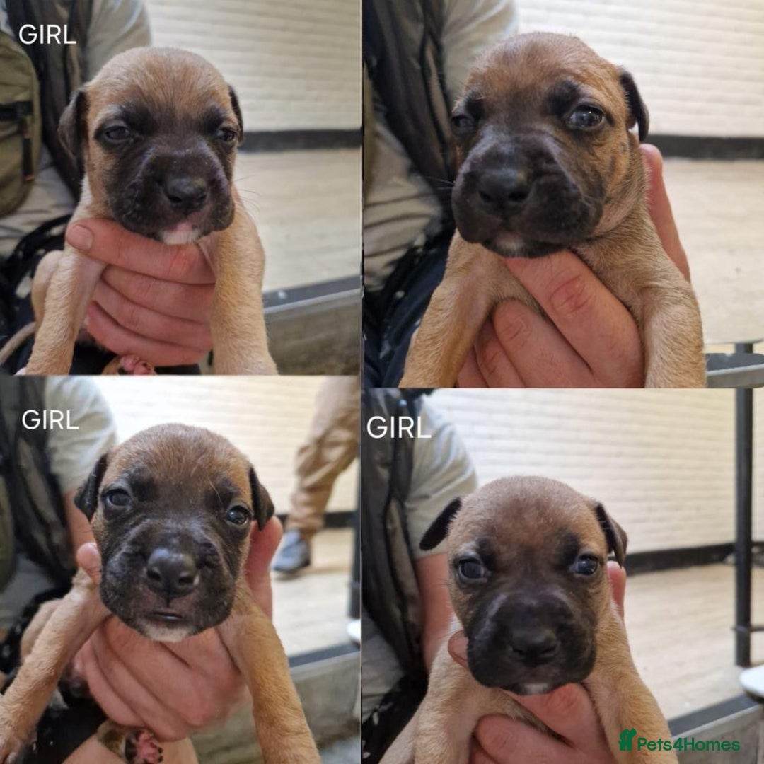 Mixed Breed dogs for sale: 8cross bread mastiff puppies for sale  - Image 2