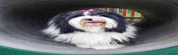 Tibetan Terrier dogs for sale: Kc registered litter of Tibetan terriers  - Advert 1