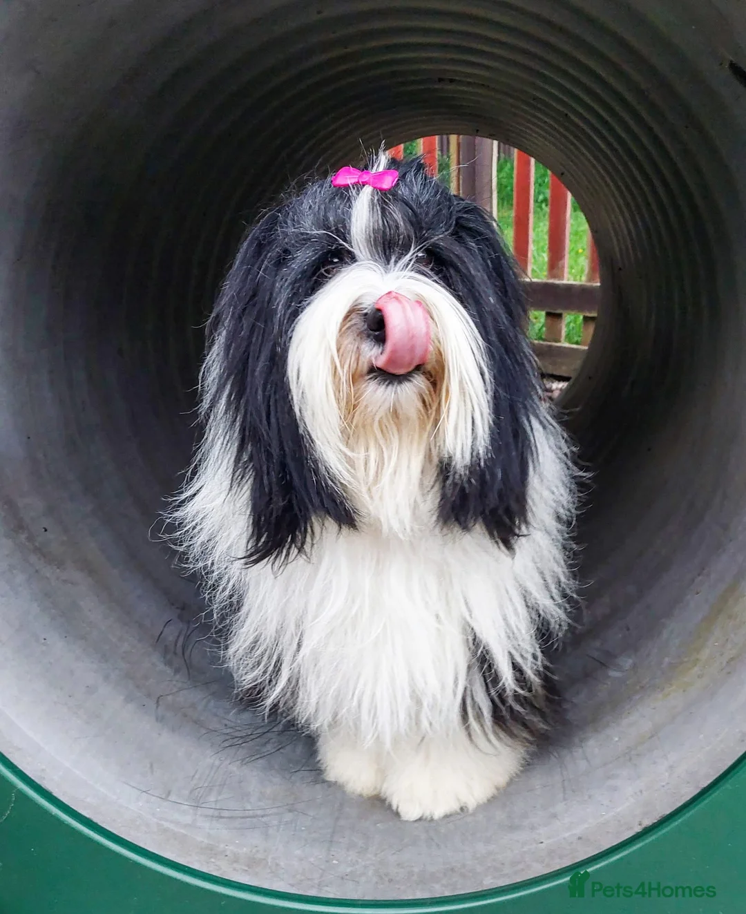Tibetan Terrier dogs for sale: Kc registered litter of Tibetan terriers  - Advert 1