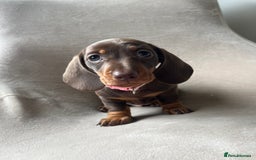 Miniature Dachshund dogs for sale: Charming Miniature Dachshund Puppies 2 Girls 1 Boy - Image 11