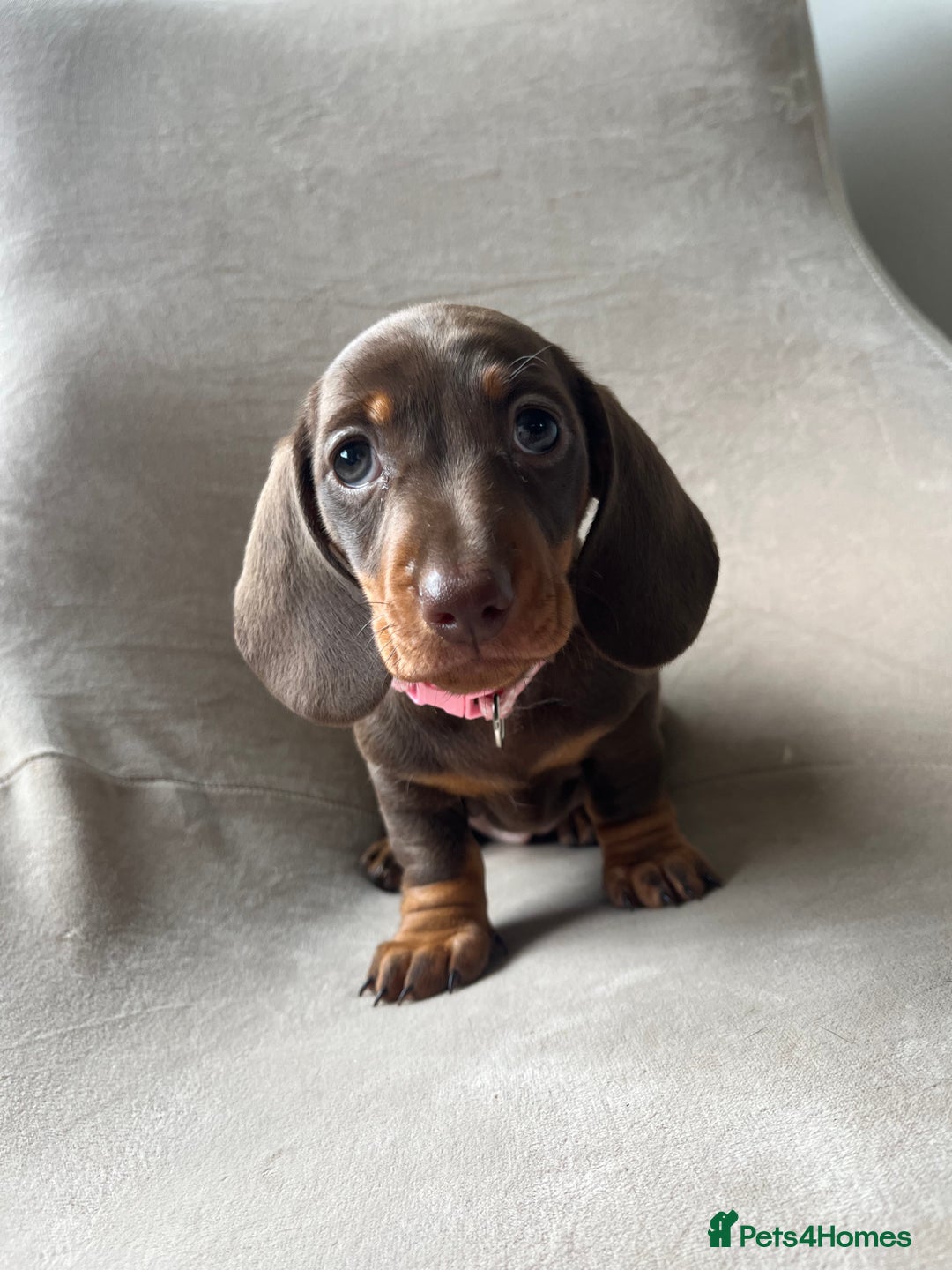 Miniature Dachshund dogs for sale: Charming Miniature Dachshund Puppies 2 Girls 1 Boy - Image 11