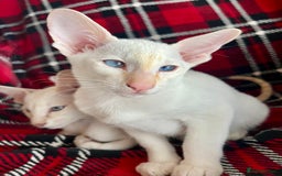 Siamese cats for sale: Siamese Oriental kittens superb pedigree GCCF  - Image 12