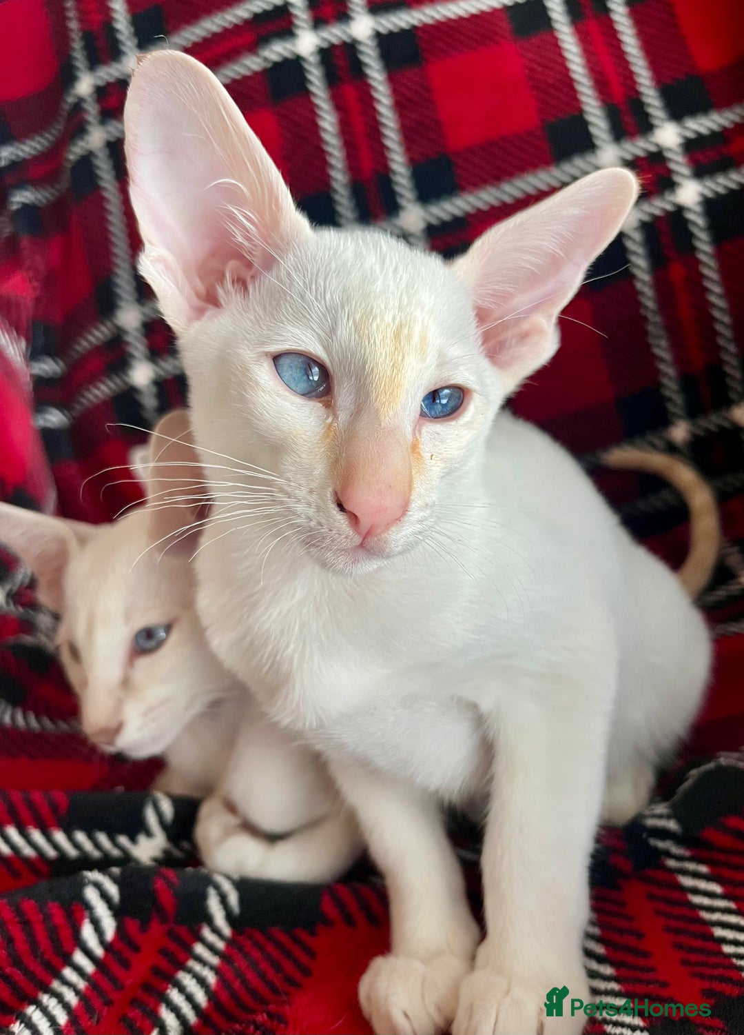 Siamese cats for sale: Siamese Oriental kittens superb pedigree GCCF  - Image 12