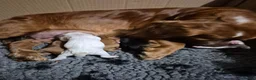 Cocker Spaniel dogs for sale: Chunky working cocker spaniel pups - Advert 4