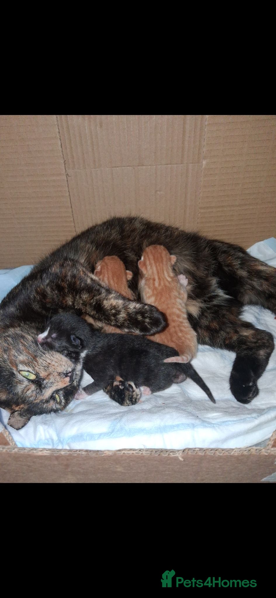 Mixed Breed cats Kittens - Advert 2
